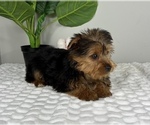 Small #3 Yorkshire Terrier