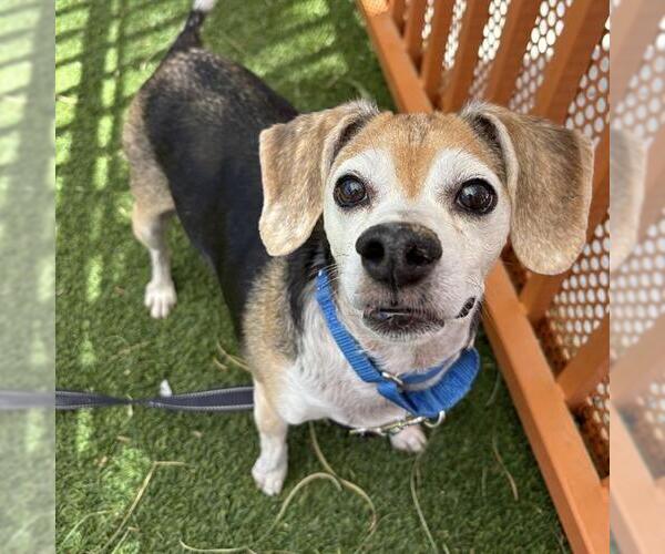 Medium Photo #1 Beagle-Unknown Mix Puppy For Sale in Las Vegas, NV, USA
