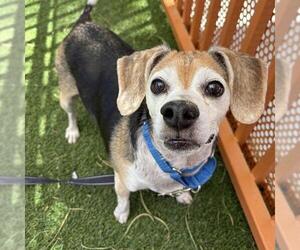 Beagle-Unknown Mix Dogs for adoption in Las Vegas, NV, USA