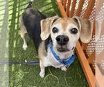 Small Beagle Mix