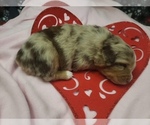 Small Photo #5 Miniature Australian Shepherd Puppy For Sale in MAGNOLIA, TX, USA