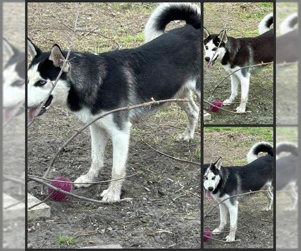 Medium Photo #1 Siberian Husky Puppy For Sale in San Antonio, TX, USA