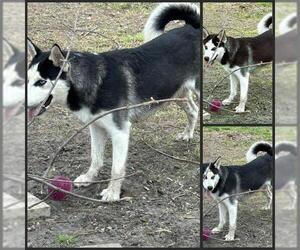 Siberian Husky Dogs for adoption in San Antonio, TX, USA
