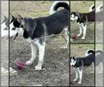 Small Siberian Husky