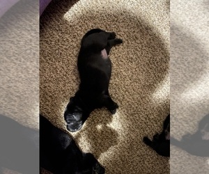Dachshund-Labrador Retriever Mix Puppy for sale in MADRAS, OR, USA