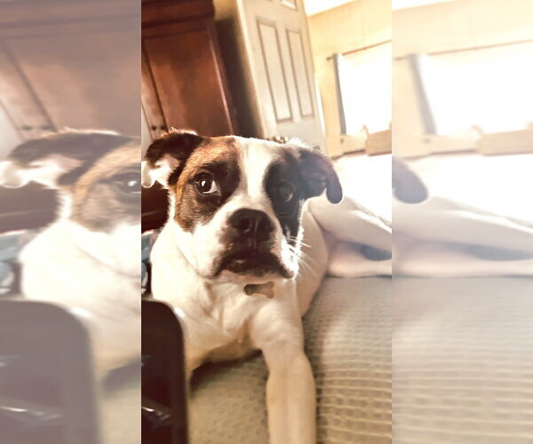 Medium Photo #2 Boxer-Unknown Mix Puppy For Sale in Boston, MA, USA