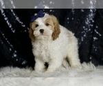 Small #4 Cavapoo