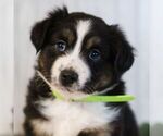 Small Photo #1 Miniature Australian Shepherd Puppy For Sale in REBERSBURG, PA, USA