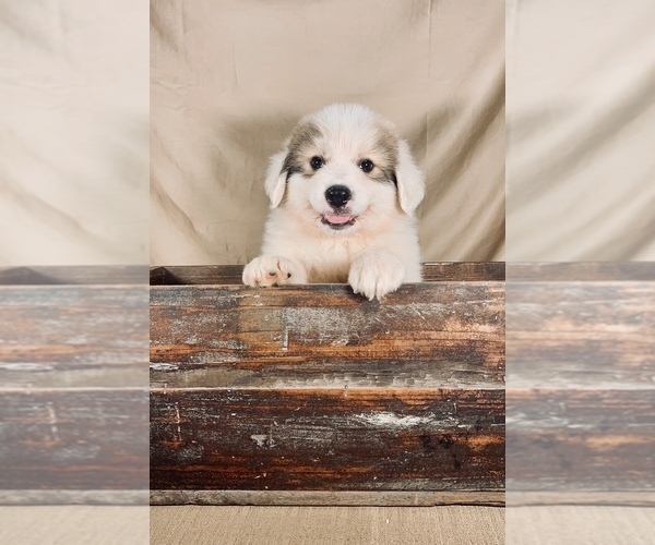Medium Photo #1 Great Pyrenees Puppy For Sale in OCALA, FL, USA