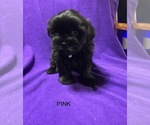 Small Photo #6 Shorkie Tzu Puppy For Sale in GALVA, IL, USA
