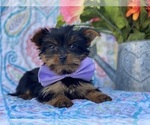 Small Photo #4 Shorkie Tzu Puppy For Sale in LANCASTER, PA, USA
