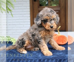 Bernedoodle (Miniature) Puppy for sale in NARVON, PA, USA