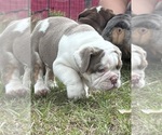 Puppy Female 1 English Bulldog