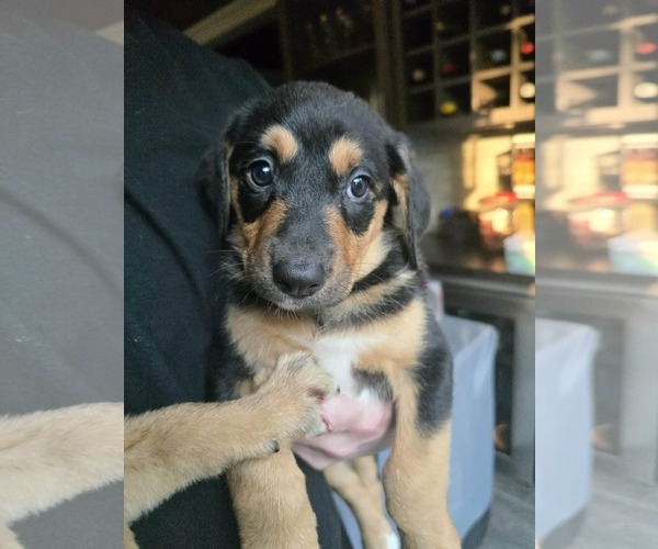 Medium Photo #3 Mutt Puppy For Sale in Germantown, OH, USA