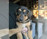 Small #2 Mutt