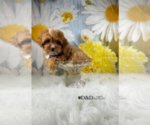 Small Photo #9 Cavapoo Puppy For Sale in RIPLEY, MS, USA