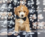 Small Photo #3 Cocker Spaniel-Poodle (Miniature) Mix Puppy For Sale in NEW HOLLAND, PA, USA