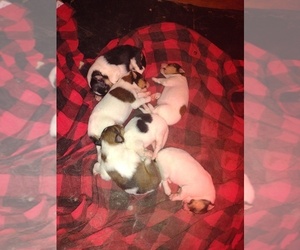 Scotch Collie Puppy for sale in WINDSOR MILLS, OH, USA