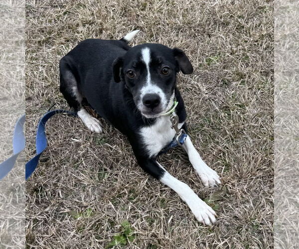 Medium Photo #5 Mutt Puppy For Sale in Tarrytown, GA, USA