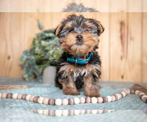 Medium Yorkshire Terrier