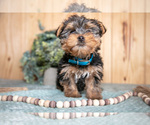 Puppy Larksper Yorkshire Terrier