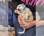 Puppy Blue Dalmatian