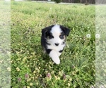 Small Photo #23 Australian Shepherd Puppy For Sale in EXETER, MO, USA