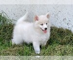 Small #2 Pomsky