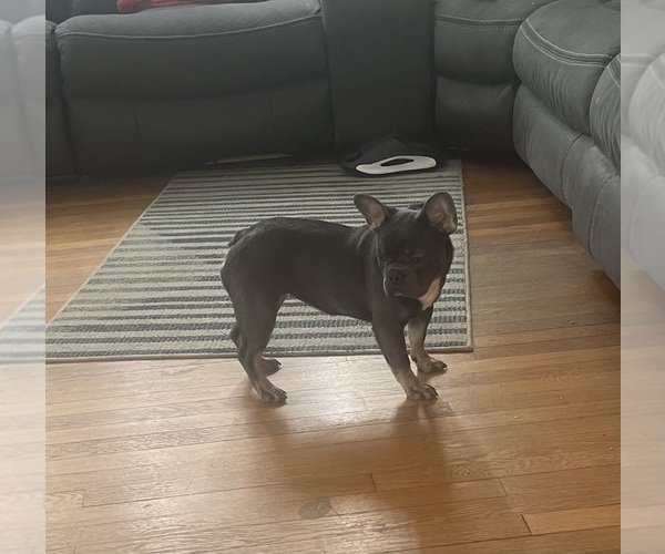 Medium Photo #7 French Bulldog Puppy For Sale in CINCINNATI, OH, USA