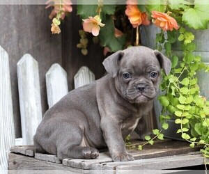 Faux Frenchbo Bulldog Puppy for sale in FREDERICKSBG, OH, USA