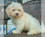Small #3 Shih Tzu Mix