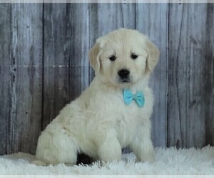 English Cream Golden Retriever Puppy for sale in FREDERICKSBG, OH, USA