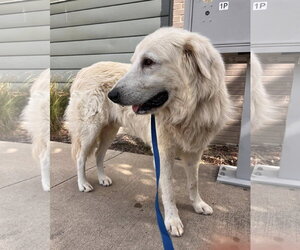 Winter - Male Great Pyrenees Dog for Adoption - Photo #5