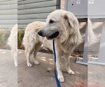 Small #4 Great Pyrenees