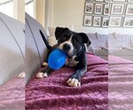 Small #4 Border Collie Mix