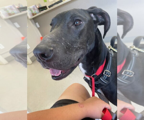 Medium Photo #1 Great Dane Puppy For Sale in Bullard, TX, USA