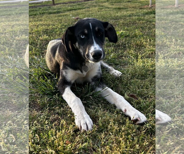 Medium Photo #2 Australian Shepherd-Unknown Mix Puppy For Sale in Pacolet, SC, USA