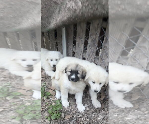 Medium Photo #3 Great Pyrenees Puppy For Sale in Harrison, AR, USA
