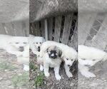 Small #2 Great Pyrenees