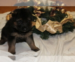 Small Photo #9 German Shepherd Dog Puppy For Sale in TACOMA, WA, USA