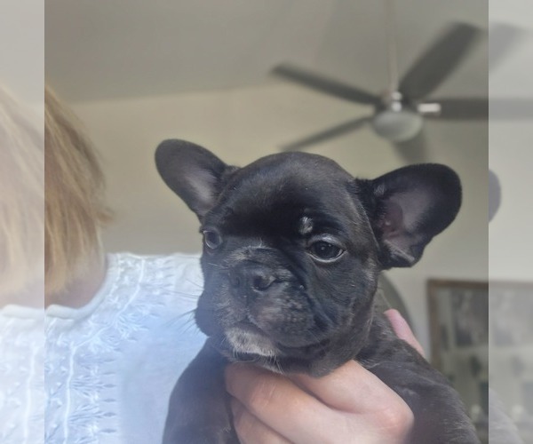 Medium Photo #3 Faux Frenchbo Bulldog Puppy For Sale in FT MYERS, FL, USA