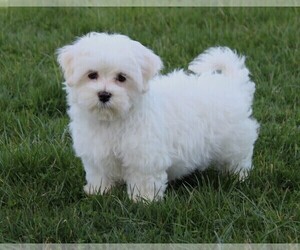 Maltese Puppy for sale in ROCK STREAM, NY, USA
