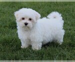 Small Photo #1 Maltese Puppy For Sale in ROCK STREAM, NY, USA