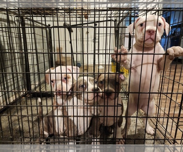 Medium Photo #8 American Bully Puppy For Sale in HARRISBURG, PA, USA