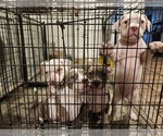Small #7 American Bully