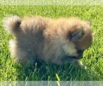 Small Photo #18 Pomeranian Puppy For Sale in SILEX, MO, USA