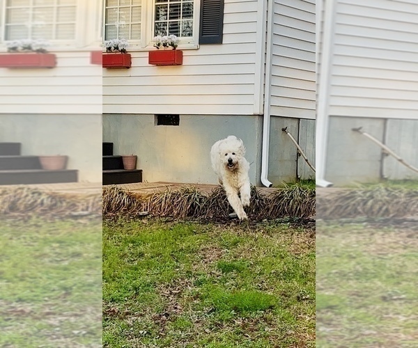 Medium Photo #8 Goldendoodle Puppy For Sale in TIMBERLAKE, NC, USA