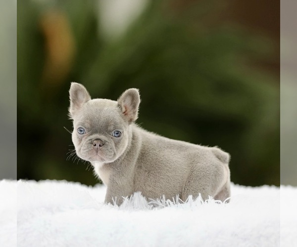 Medium Photo #2 French Bulldog Puppy For Sale in PHOENIX, AZ, USA
