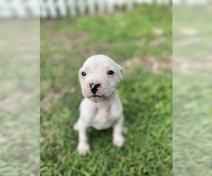 American Bulldog Puppy for sale in WINTERVILLE, GA, USA