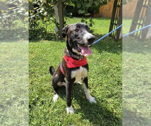 Labrador Retriever-Unknown Mix Dogs for adoption in Germantown, OH, USA